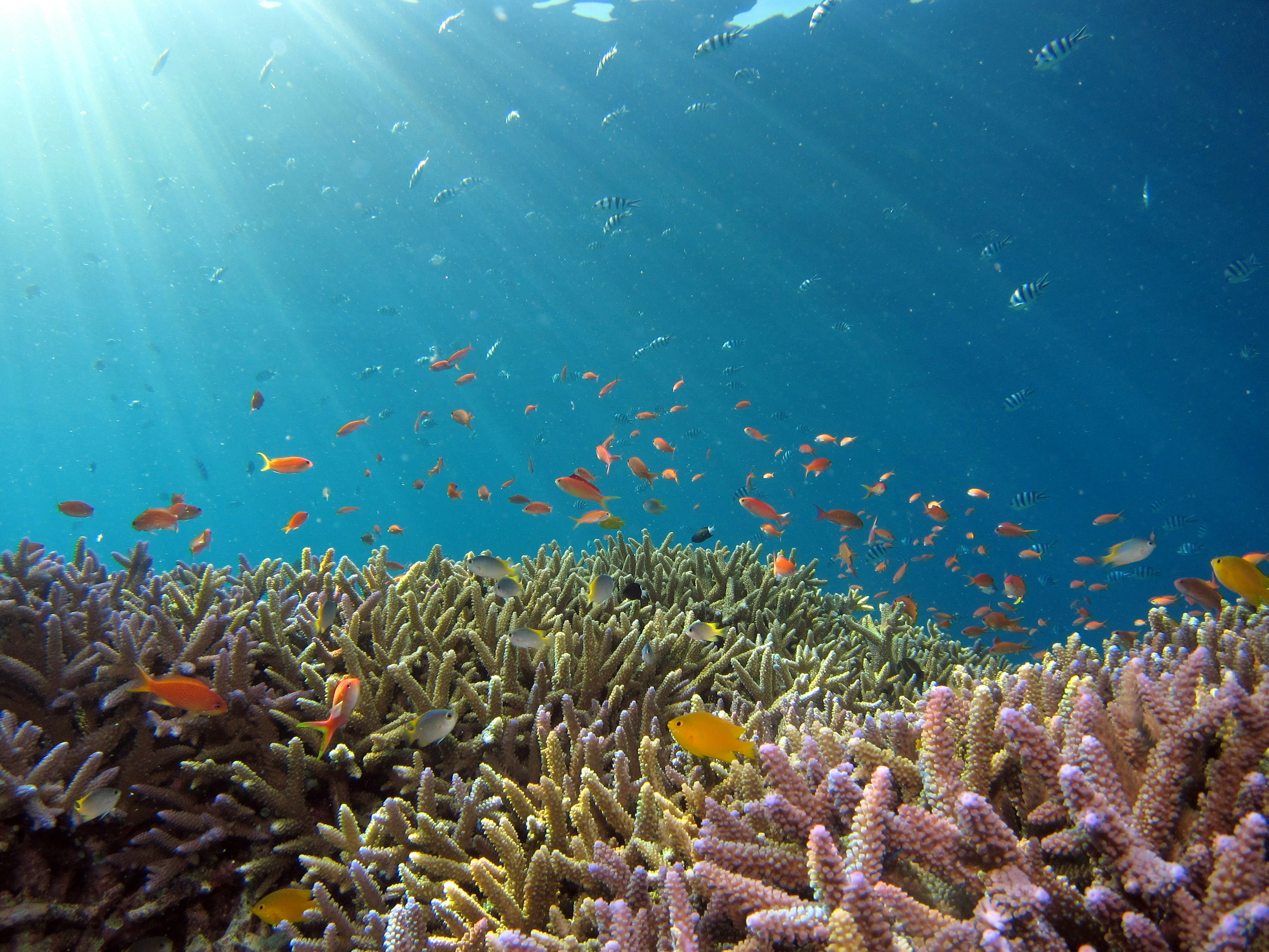 Laboratory analysis of seawater samples